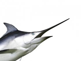mat-kryddiga-venusmusslor-med-svrdfisk.png