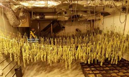 cannabisodling-i-gym-i-mijas.png