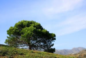 cecilia-andersson-medverkar-vid-fotoutstallning-i-nerja.png