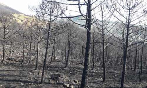 liten-chans-att-bli-domd-for-att-ha-orsakat-skogsbrand.png