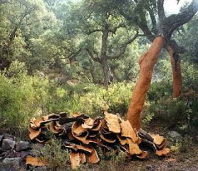 okad-skord-av-bark-fran-korkek-i-serrania-de-ronda.png