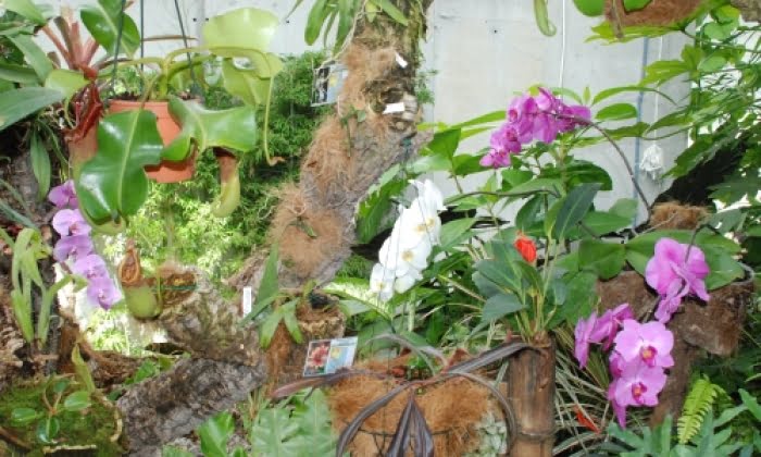 over-40000-besoker-esteponas-orkidepark.png