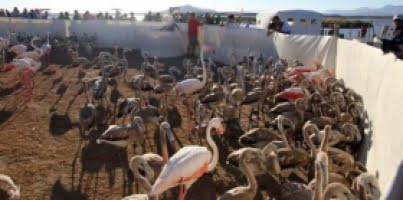 rekordmanga-flamingos-norr-om-malaga.png