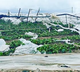 tornado-forstorde-200-ha-vaxthus.png
