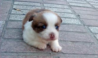 utbrott-av-parvovirus-bland-hundvalpar.png