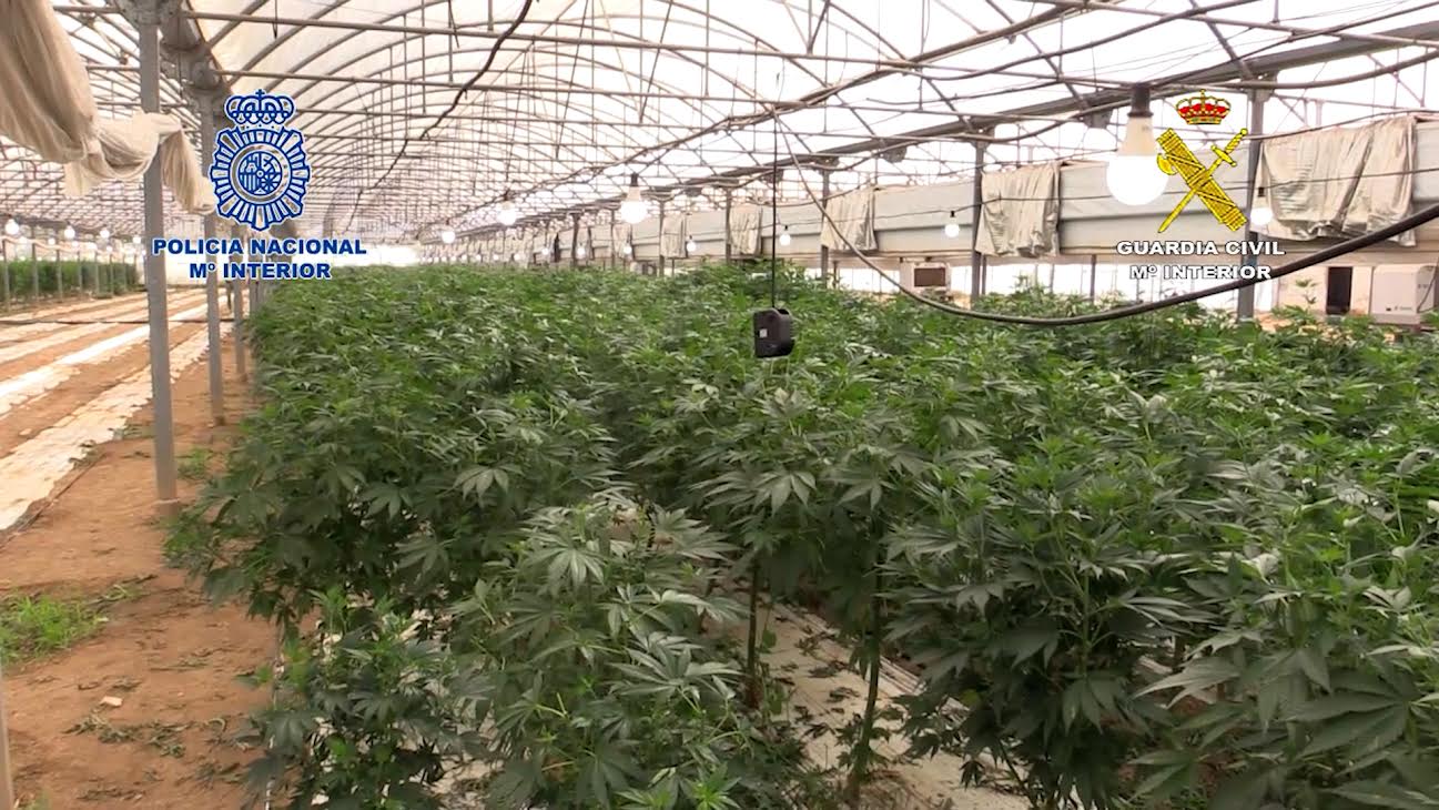 marihuanaplantage Marijuanaplantage