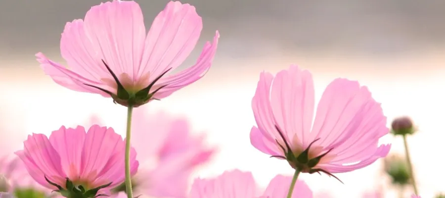 Våren blommor