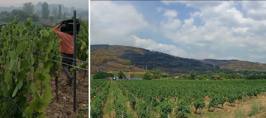 Fredagsvinet: Vinodlingar som brandgator