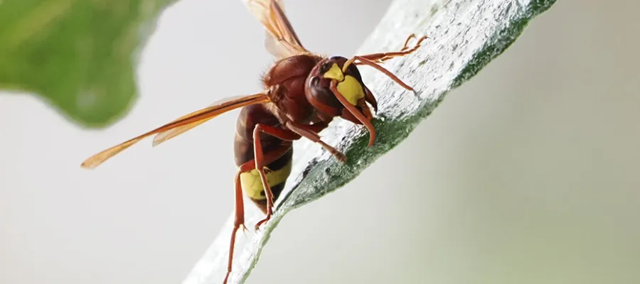 Den asiatiska bålgetingen orsakar problem för Solkustens biodlare