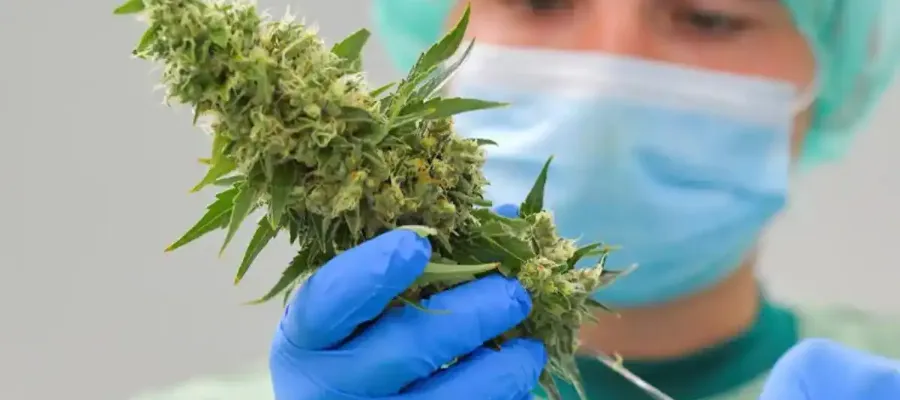 Grönt ljus för medicinsk cannabis