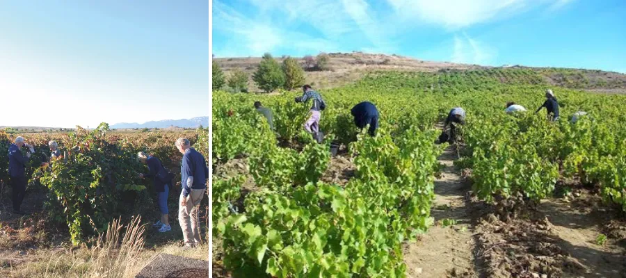 Fredagsvinet: Vi slår ett slag för växande vinturism